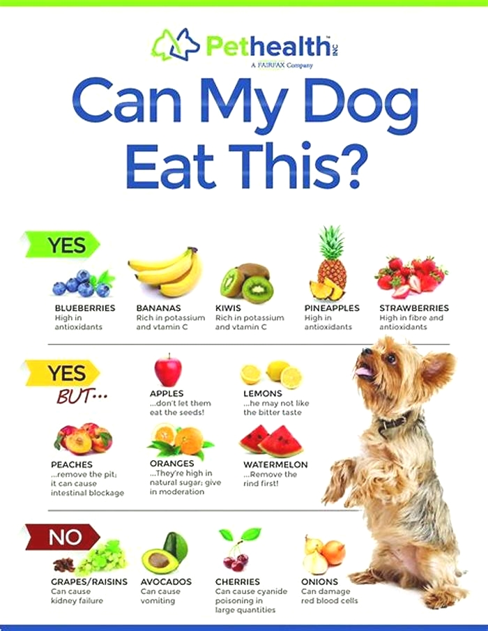 10 best fruits and vegetables for dogs