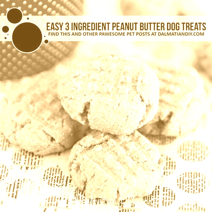 3 ingredient peanut butter dog treats recipe easy