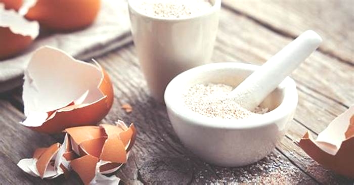 Are eggshells good for dogs?