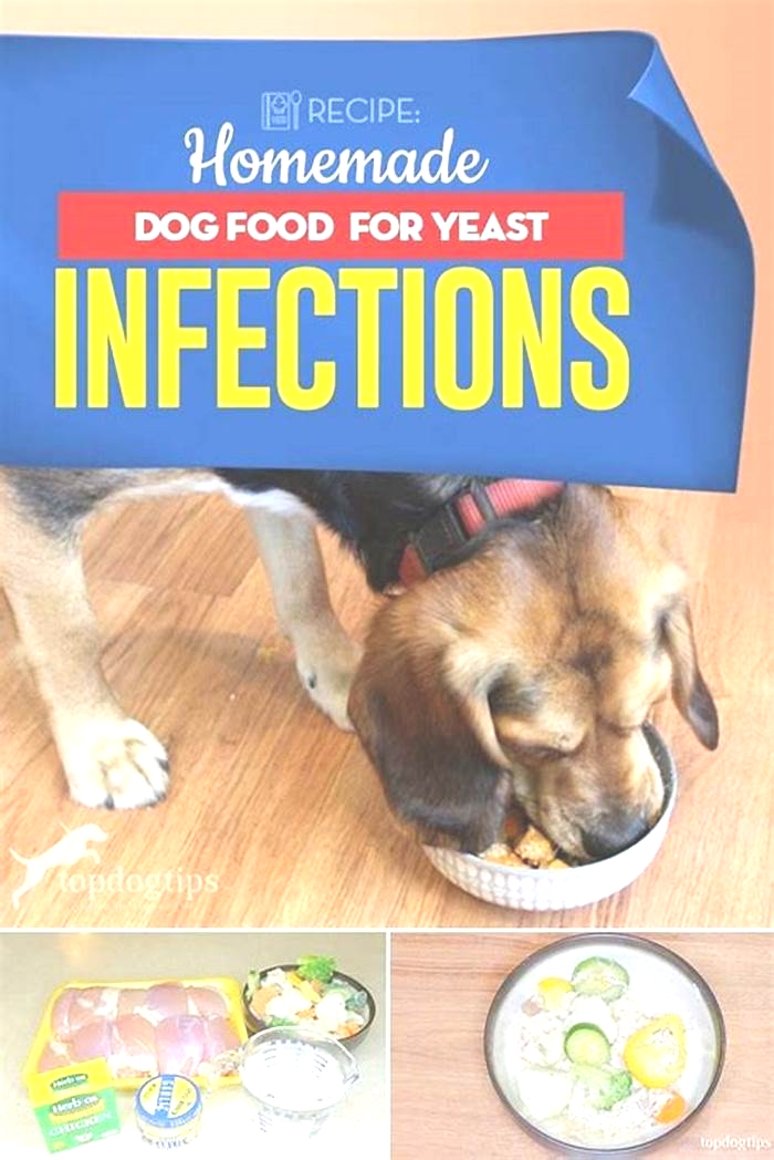 best anti yeast dog food