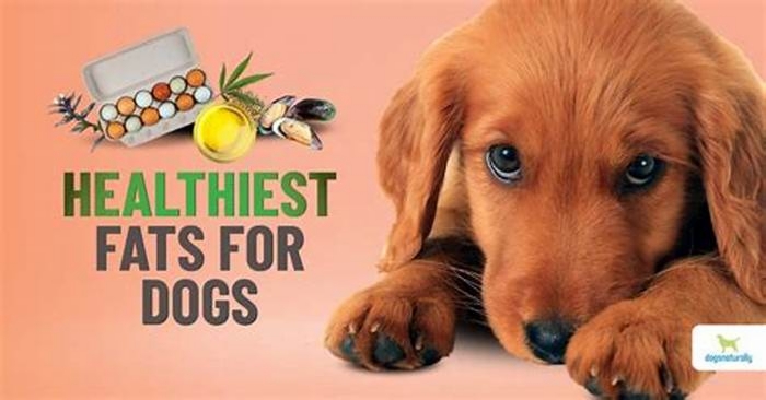 best fats for dogs