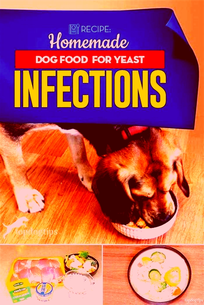 best homemade dog food for yeast problems