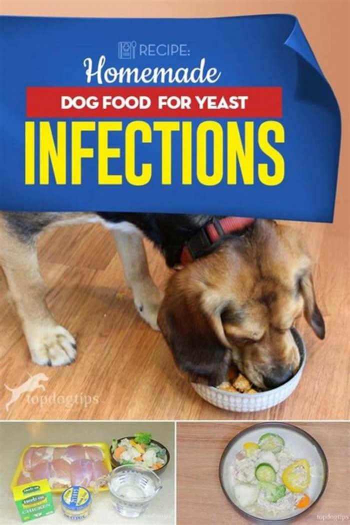 best homemade food for dogs with yeast infections