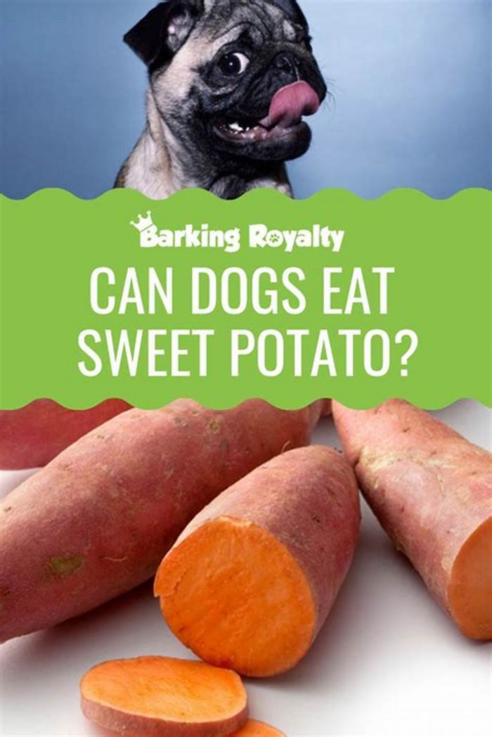 Can I feed my dog raw sweet potato everyday?