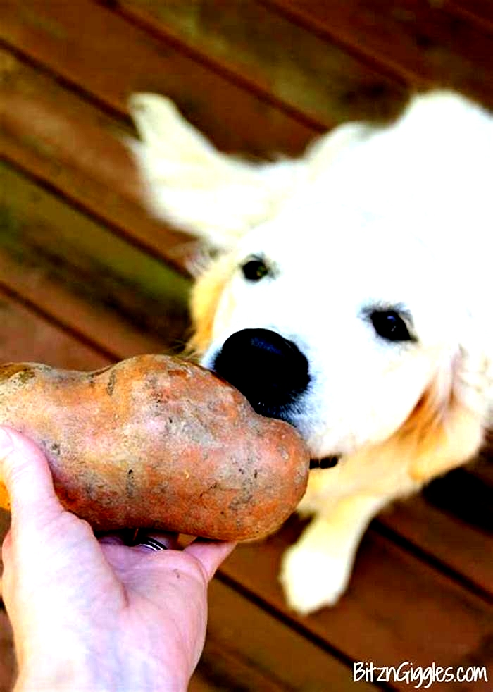 Can I give my dog raw sweet potato?