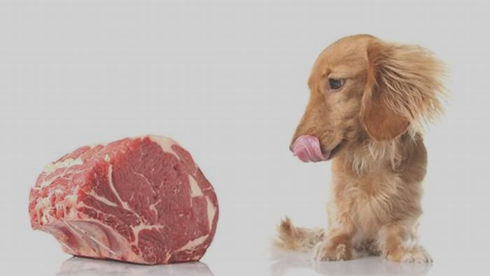 Can dogs eat cooked meat every day?