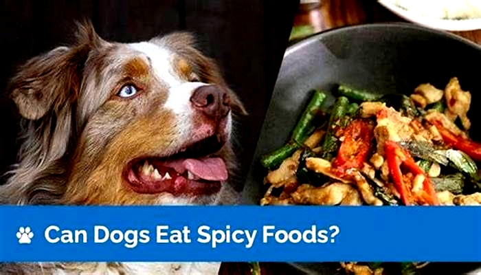 Can dogs eat spicy food?