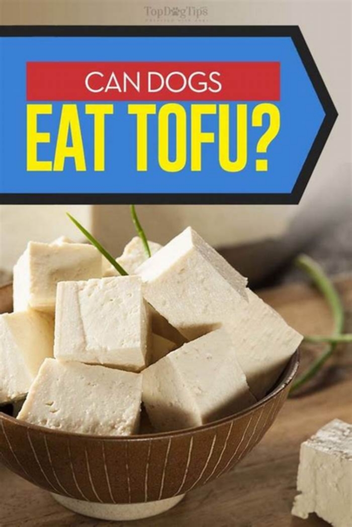 Can dogs eat tofu?