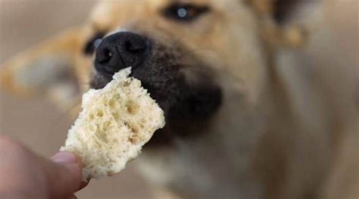 Can dogs have bread?
