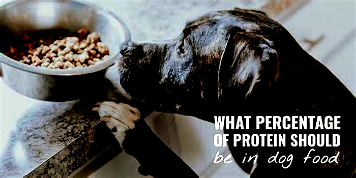 Can too much protein be bad for dogs?