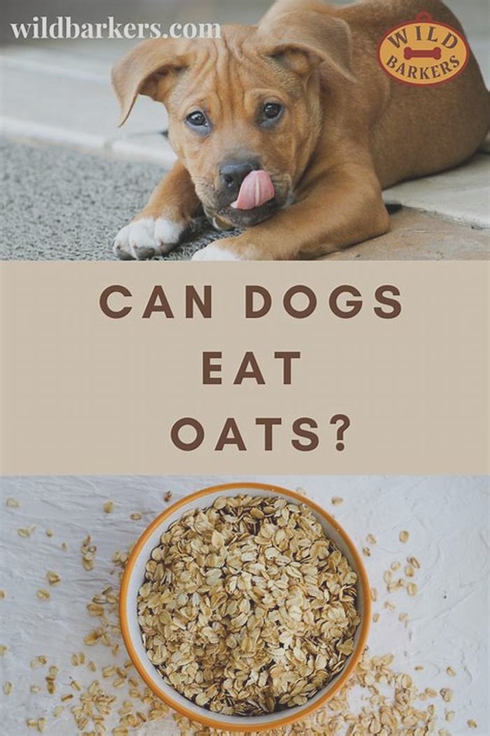 can dog eat cooked oatmeal