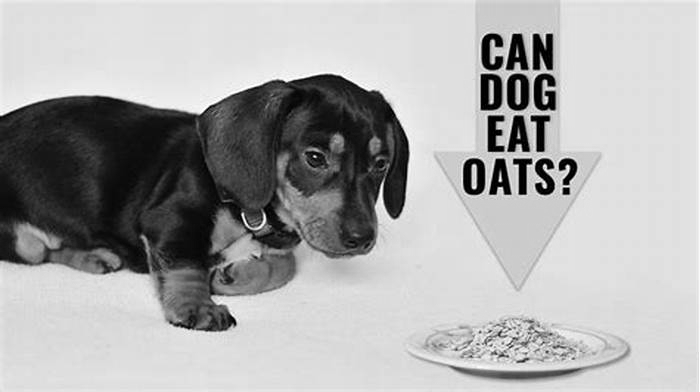 can dog eat oatmeal daily