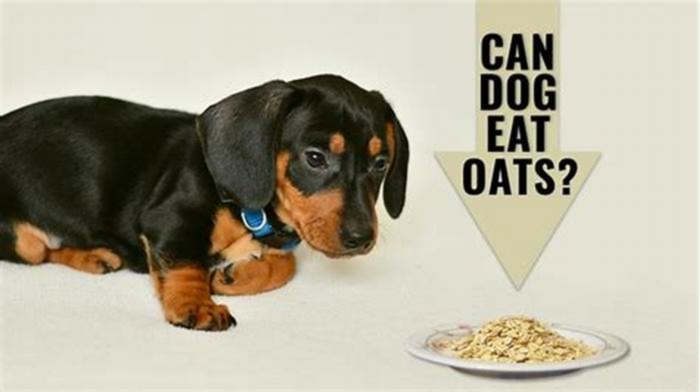 can dogs eat cooked oatmeal with milk