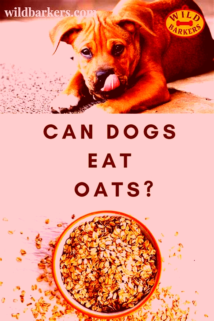 can dogs eat cooked oatmeal