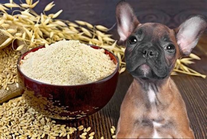 can dogs eat oatmeal made with milk