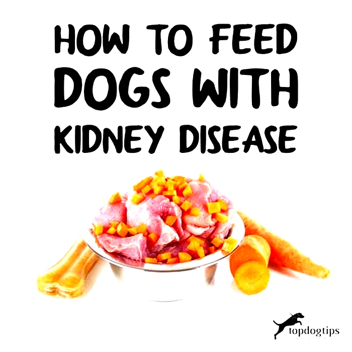 can dogs with kidney disease eat chicken