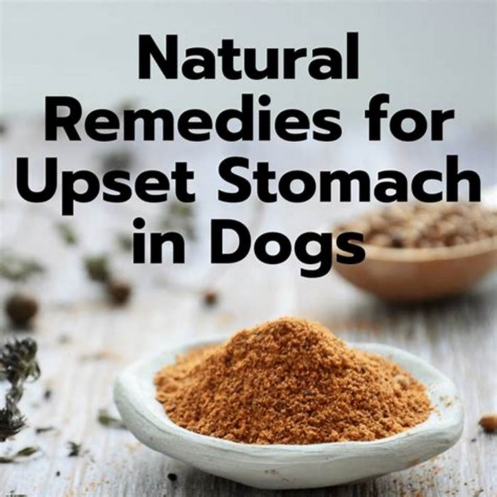 can you give dogs oatmeal for upset stomach