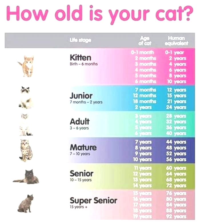 cat food calculator