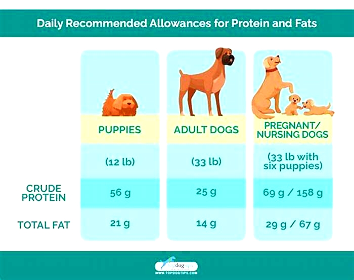 Do dogs need more protein or fat?