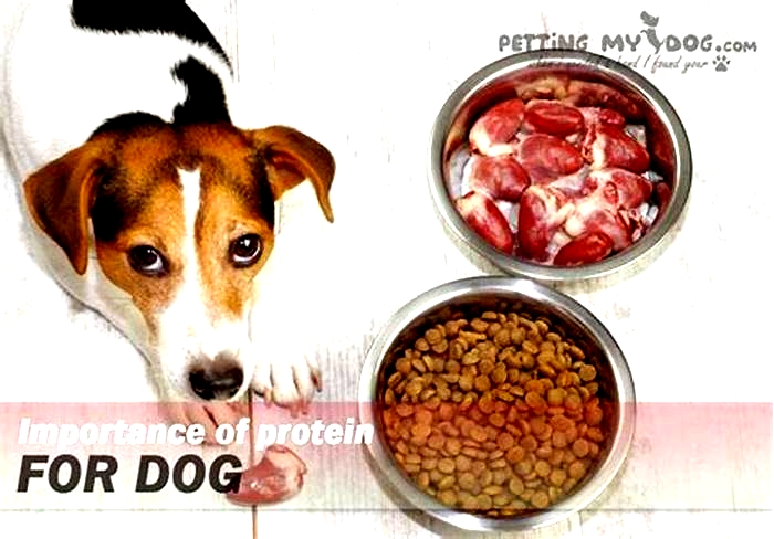 Do dogs need more protein than carbs?