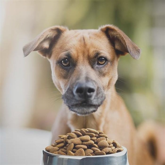 Do dogs not need carbohydrates?