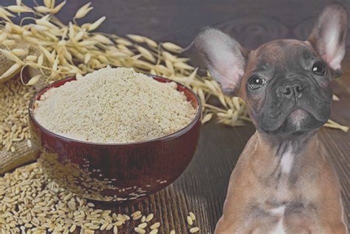 does oatmeal is bad for dogs