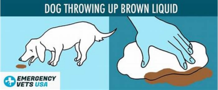 dog throwing up brown liquid reddit