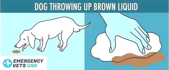 dog throwing up brown liquid that smells like poop