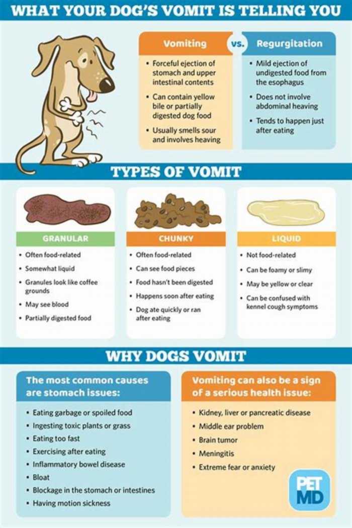 dog vomit looks like poop