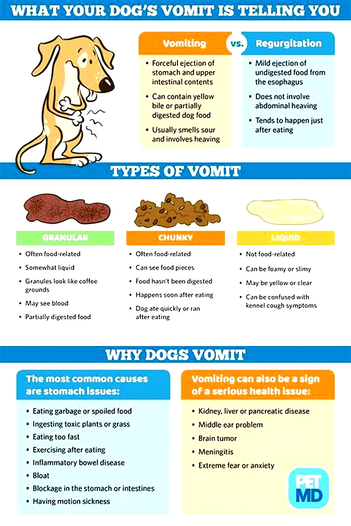 dog vomiting brown liquid no smell