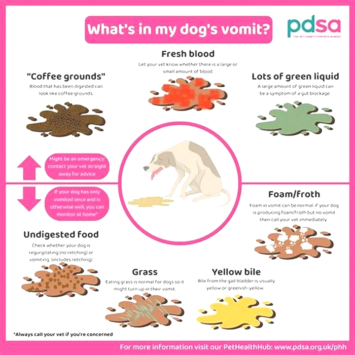 dog vomiting when to worry