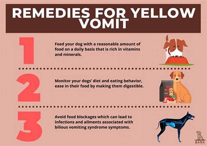 dog vomiting yellow bile not eating what to do