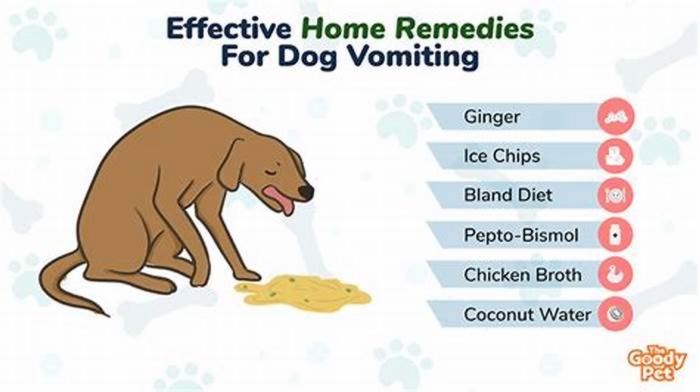 home remedies for bilious vomiting syndrome in dogs