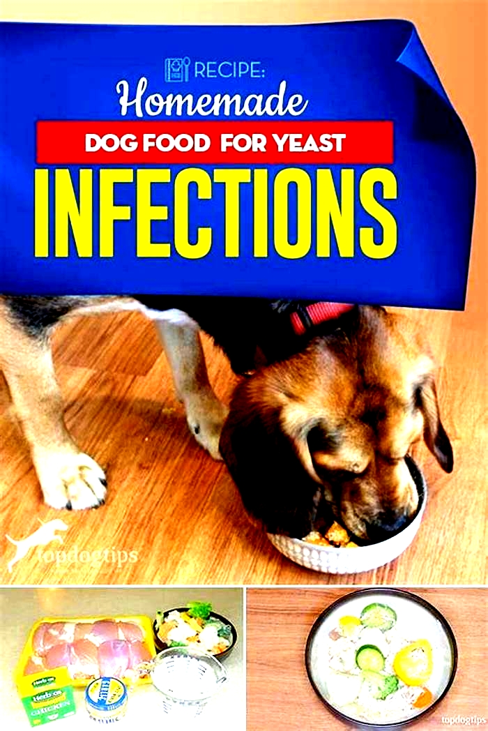 homemade anti yeast diet for dogs