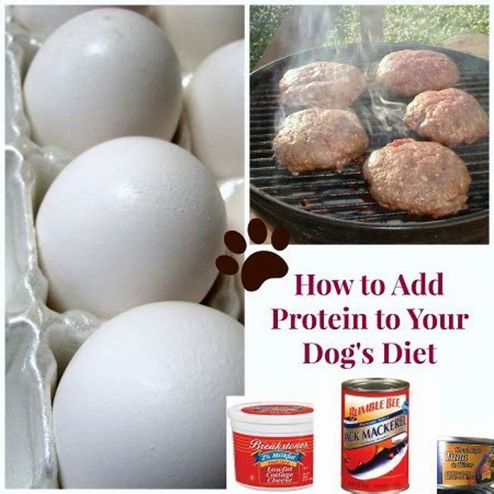 How can I add protein to my dog's diet?