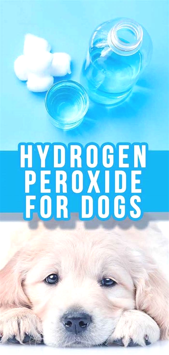 how long after hydrogen peroxide can i feed my dog