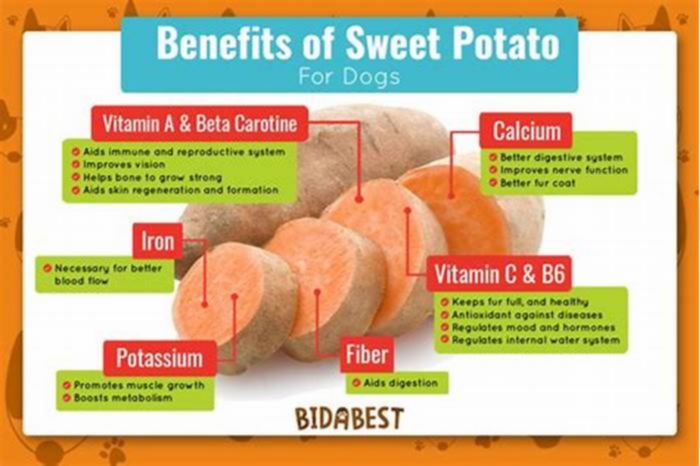 Is Sweet Potato a good carb for dogs?