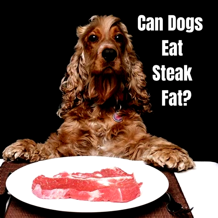 Is beef too rich for dogs?