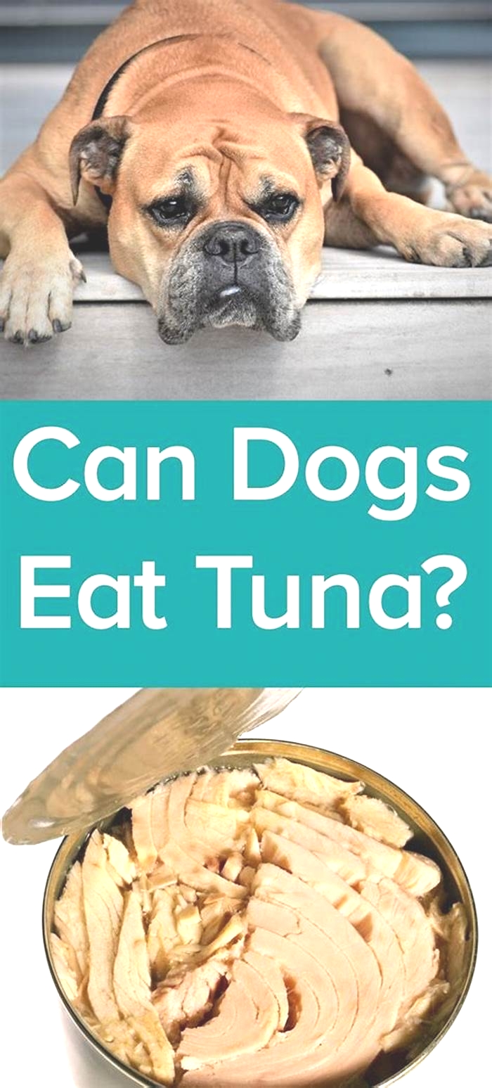 Is canned tuna good for dogs?