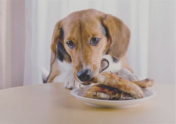 Is it OK to feed dogs cooked chicken everyday?