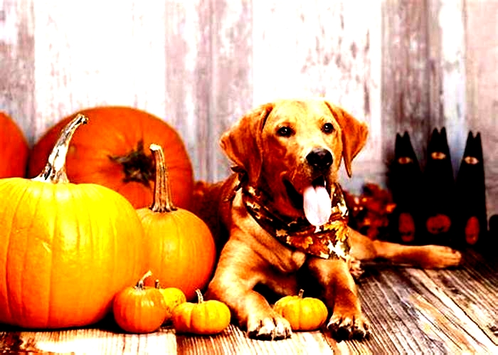 Is pumpkin good for diabetic dogs?