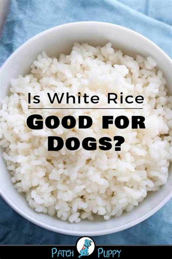 Is rice good for dogs?