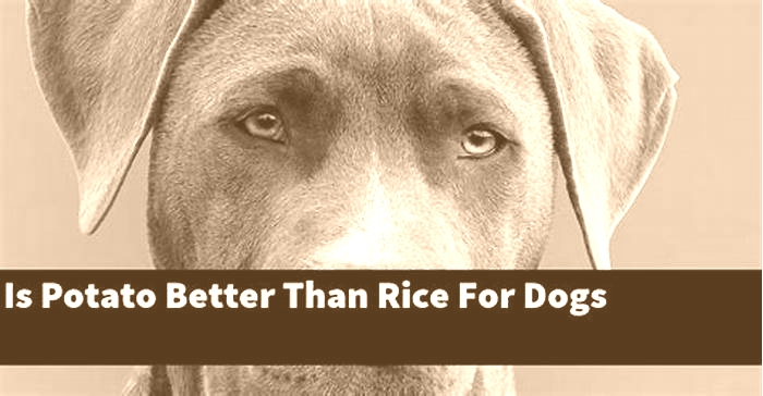 Is rice or sweet potato better for dogs?