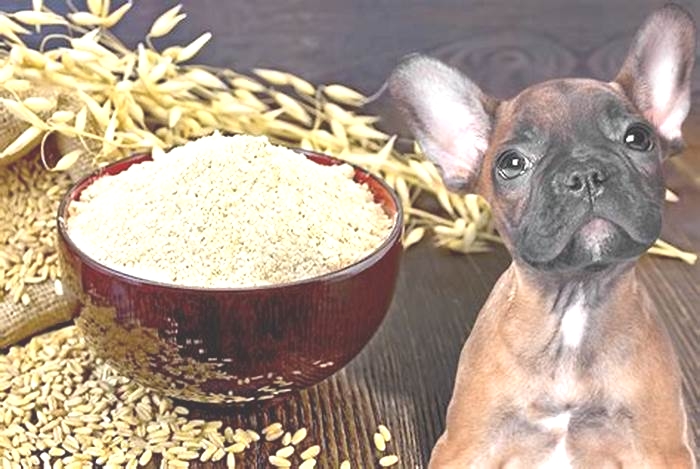 is a oatmeal bad for dogs