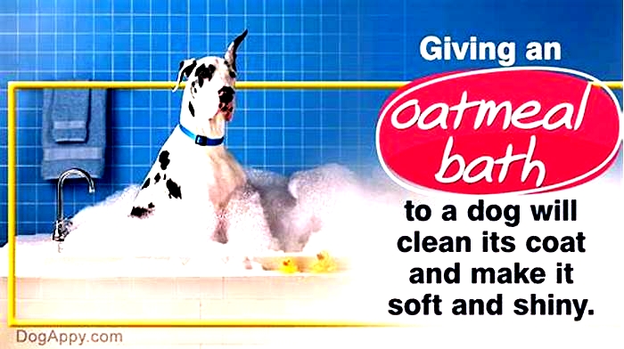 is a oatmeal bath good for dogs