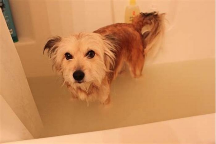 is an oatmeal bath good for dogs with allergies