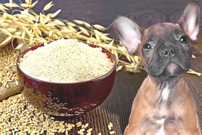 is baby oatmeal ok for dogs