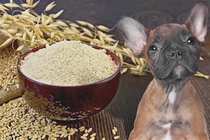 is baby oatmeal safe for dogs