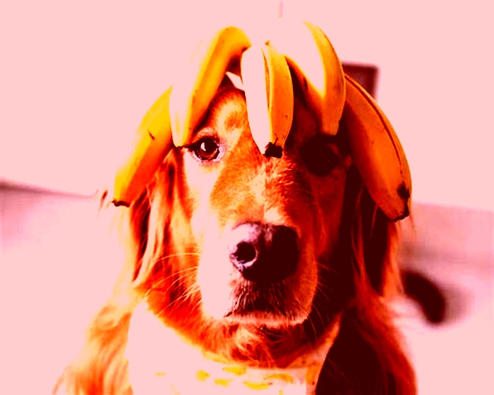 is banana oatmeal good for dogs