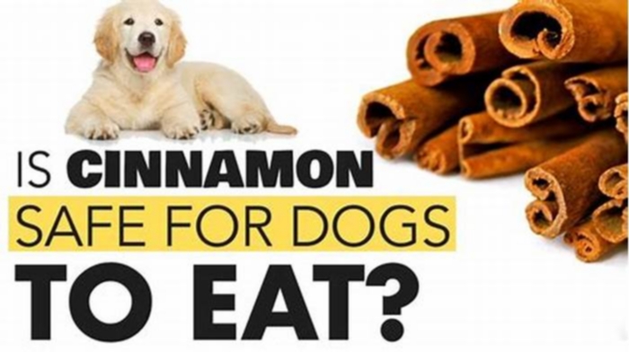 is cinnamon oatmeal bad for dogs